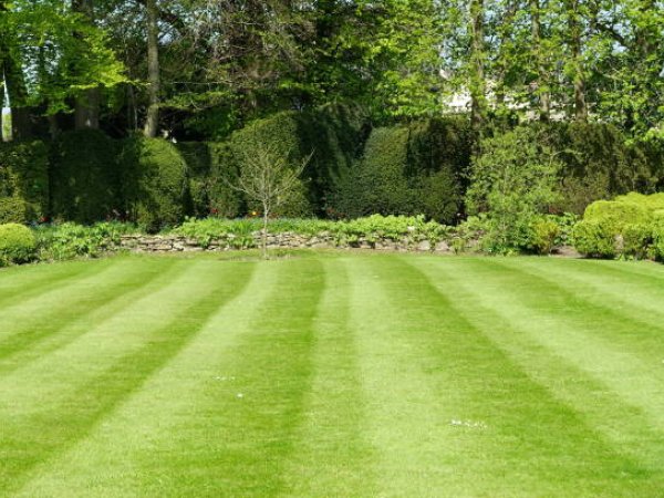 Lawn Care and Maintenance
