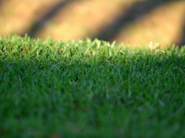 Turfing Services